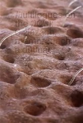 kniha Multilogues on the Now: O žlázách, membránách a dutinách, Display 2022