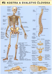 kniha Kostra a svalstvo človeka, Miloslav Holman 2007