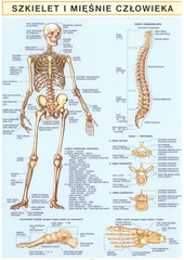 kniha Szkielet i mięśnie człowieka, Miloslav Holman 2007