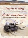 Fossiles du Maroc / Fossils from Morocco