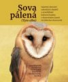 Sova pálená (Tyto alba)