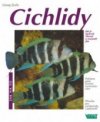 Cichlidy