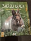 Zakrslý králík