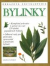 Bylinky