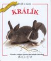 Králík