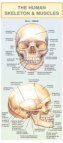 The human skeleton & muscles