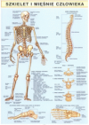 Szkielet i mięśnie człowieka