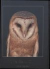 The Barn Owl