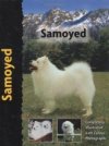 Samoyed